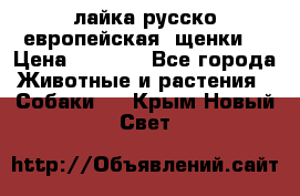 лайка русско-европейская (щенки) › Цена ­ 5 000 - Все города Животные и растения » Собаки   . Крым,Новый Свет